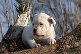 BOULEDOGUE AMERICAIN 192